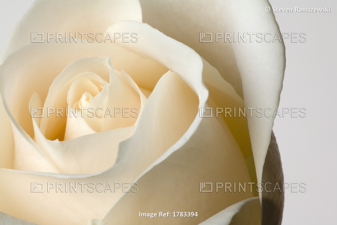 Close-Up Of White Rose Against White Background