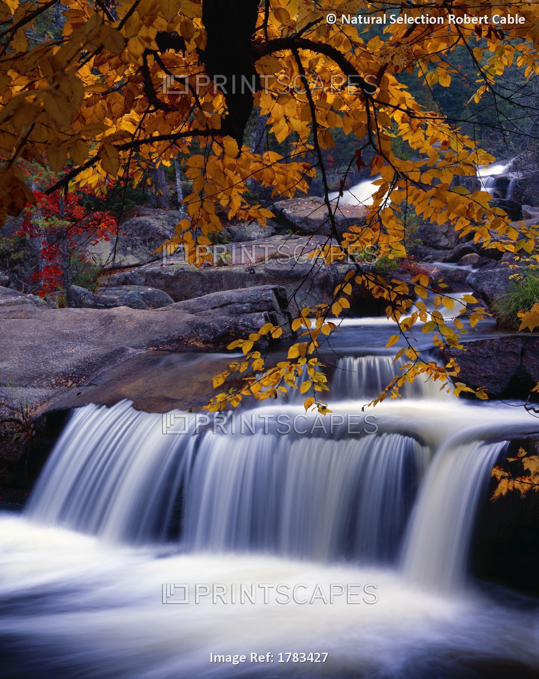 Nesowadnehunk Stream, Rapids, Autumn Colors, Baxter State Park