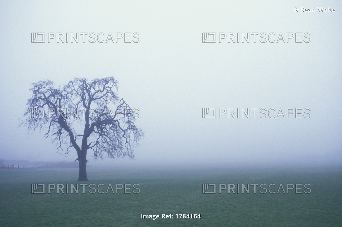 Tree Silhouette In Fog