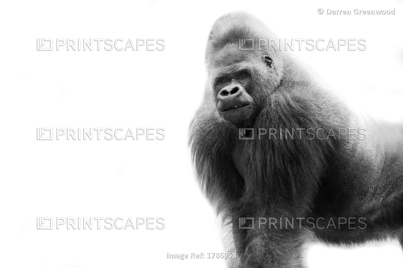 Black And White Portrait Of A Gorilla