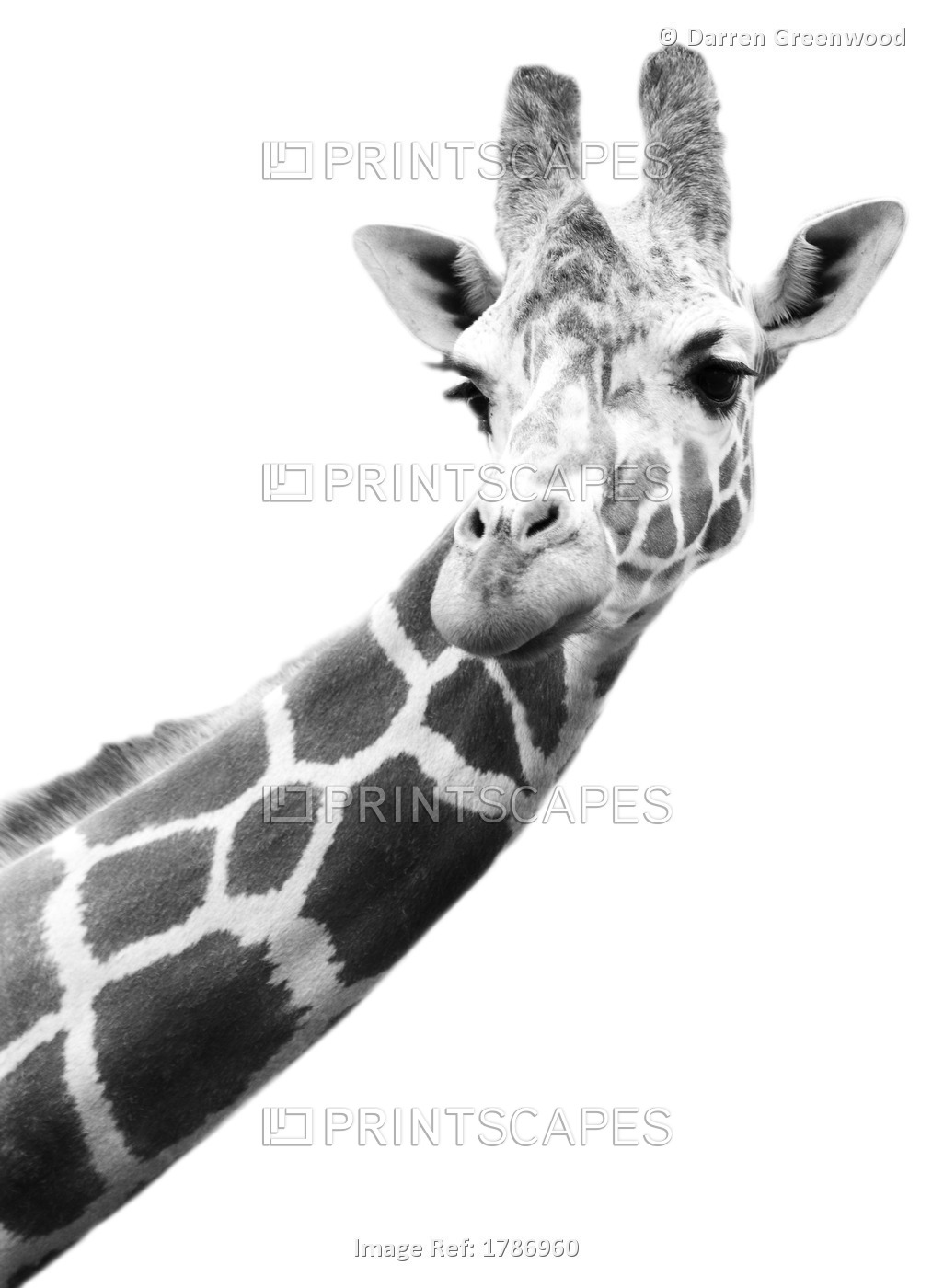 Black And White Portrait Of A Giraffe