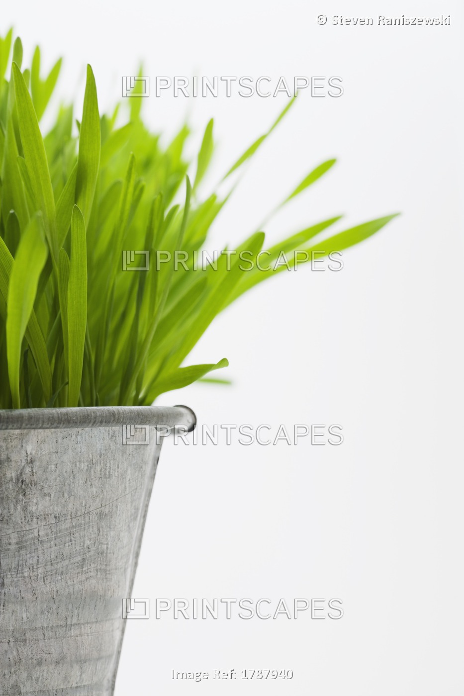Green Grass In A Pot