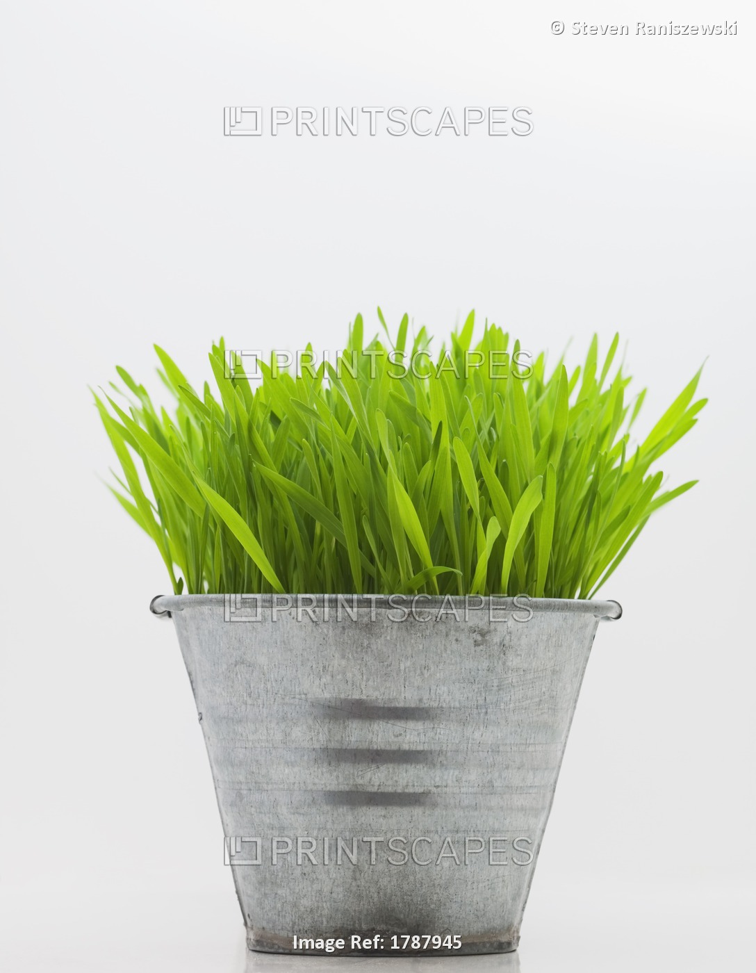 Green Grass In Metal Planter Against White Background