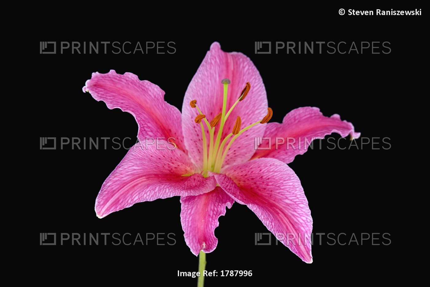 Pink Lily Against Black Background
