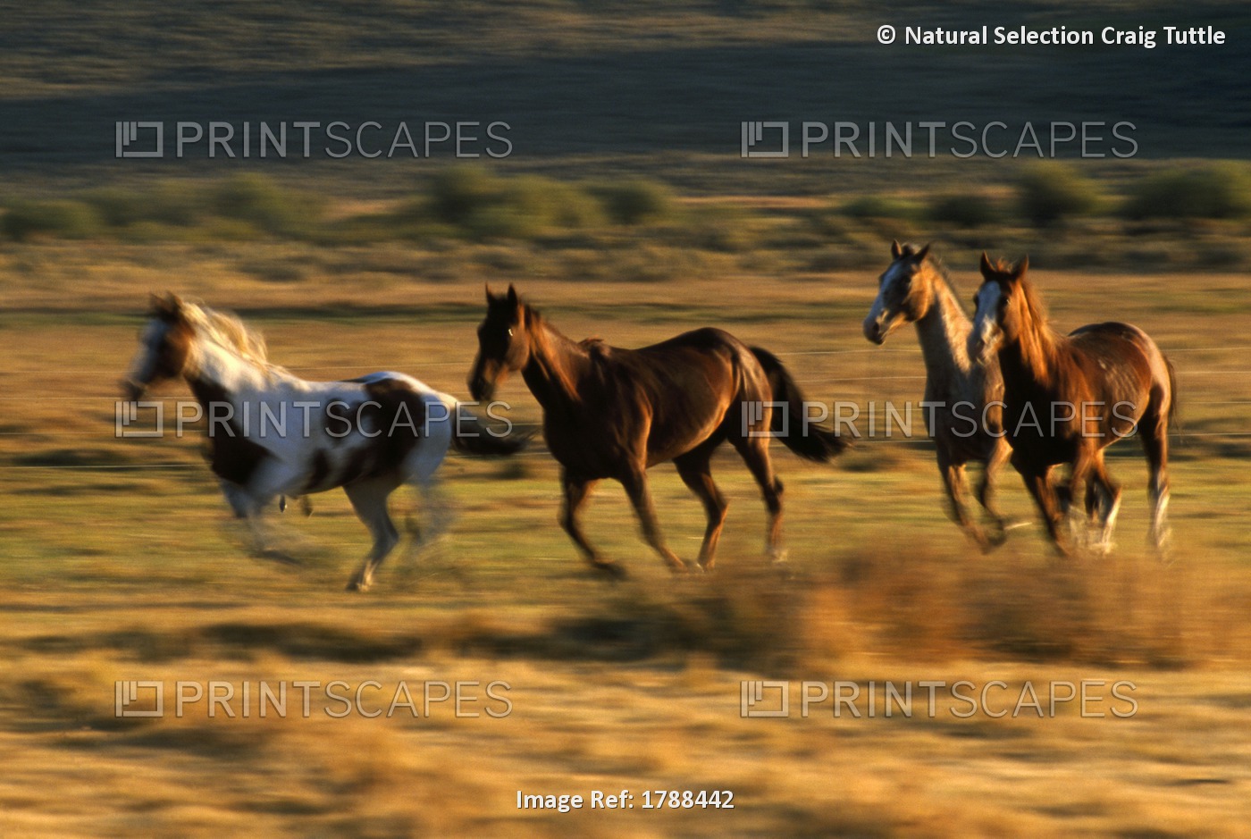 Wild Horses Running Together