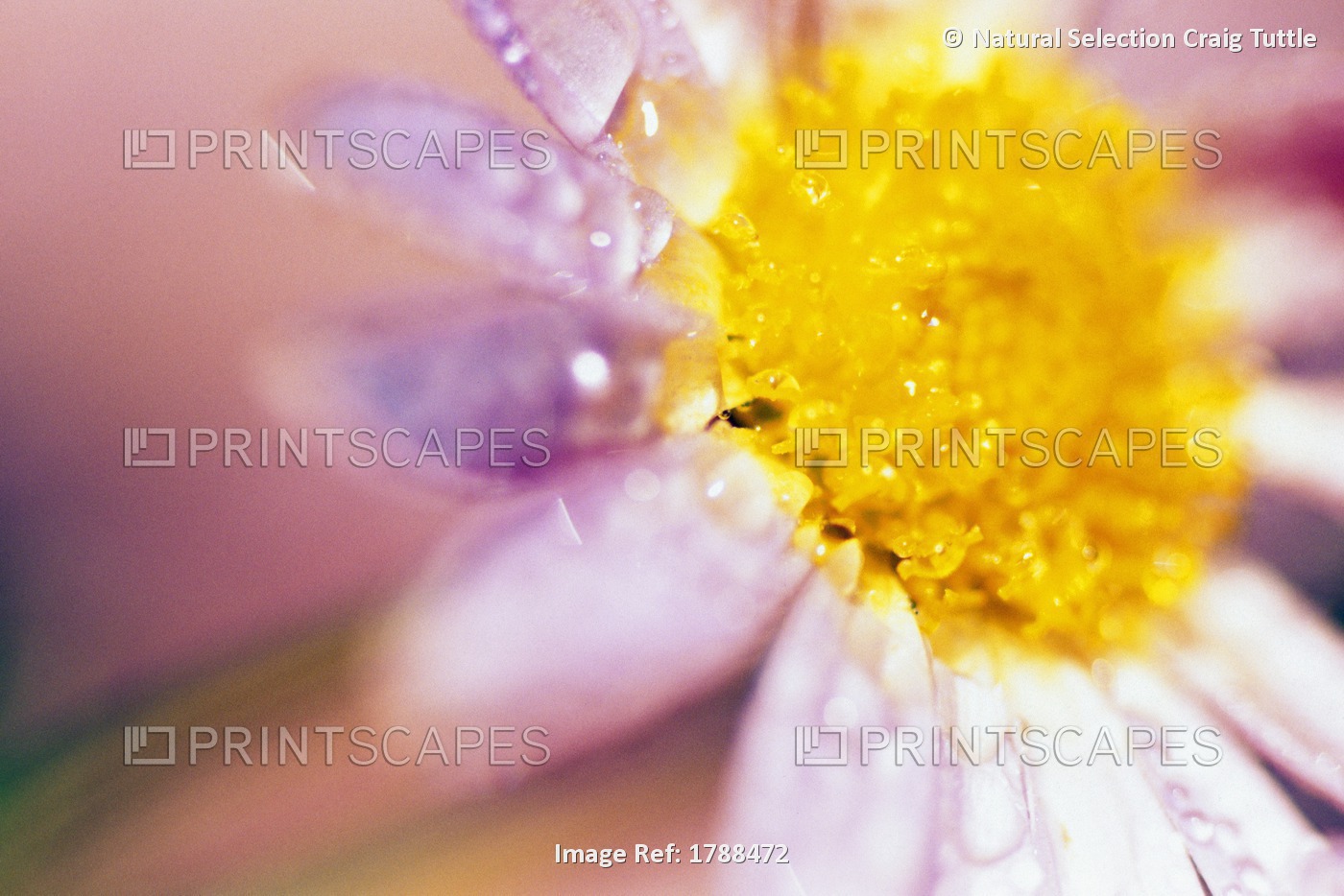 Detail Of Flower Blossom With Dew Drops