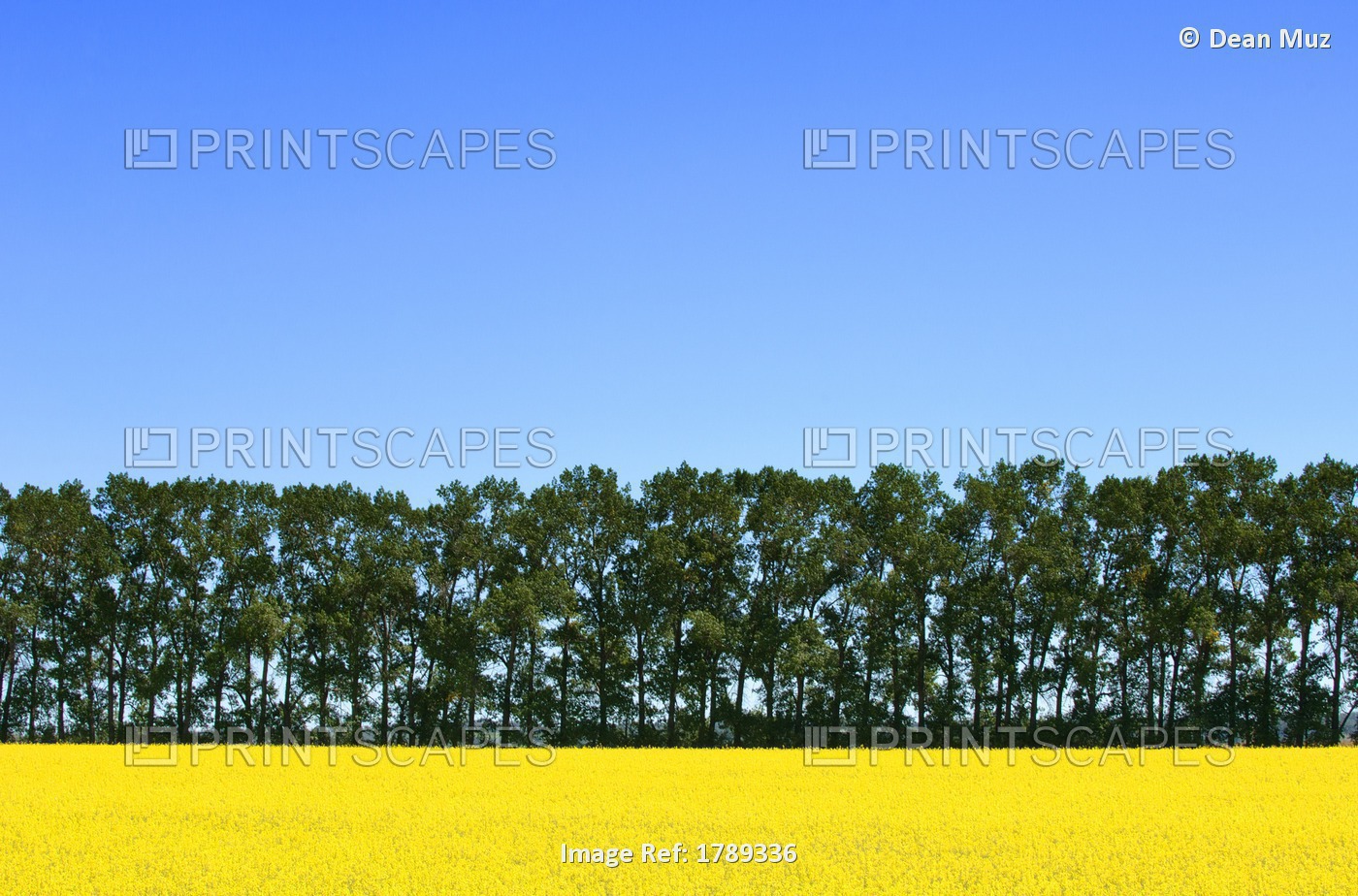Canola Field And Trees