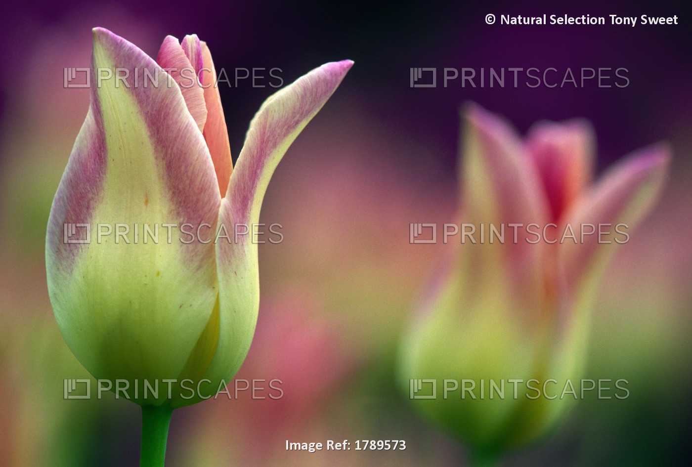 Two Magenta Tulips Opening
