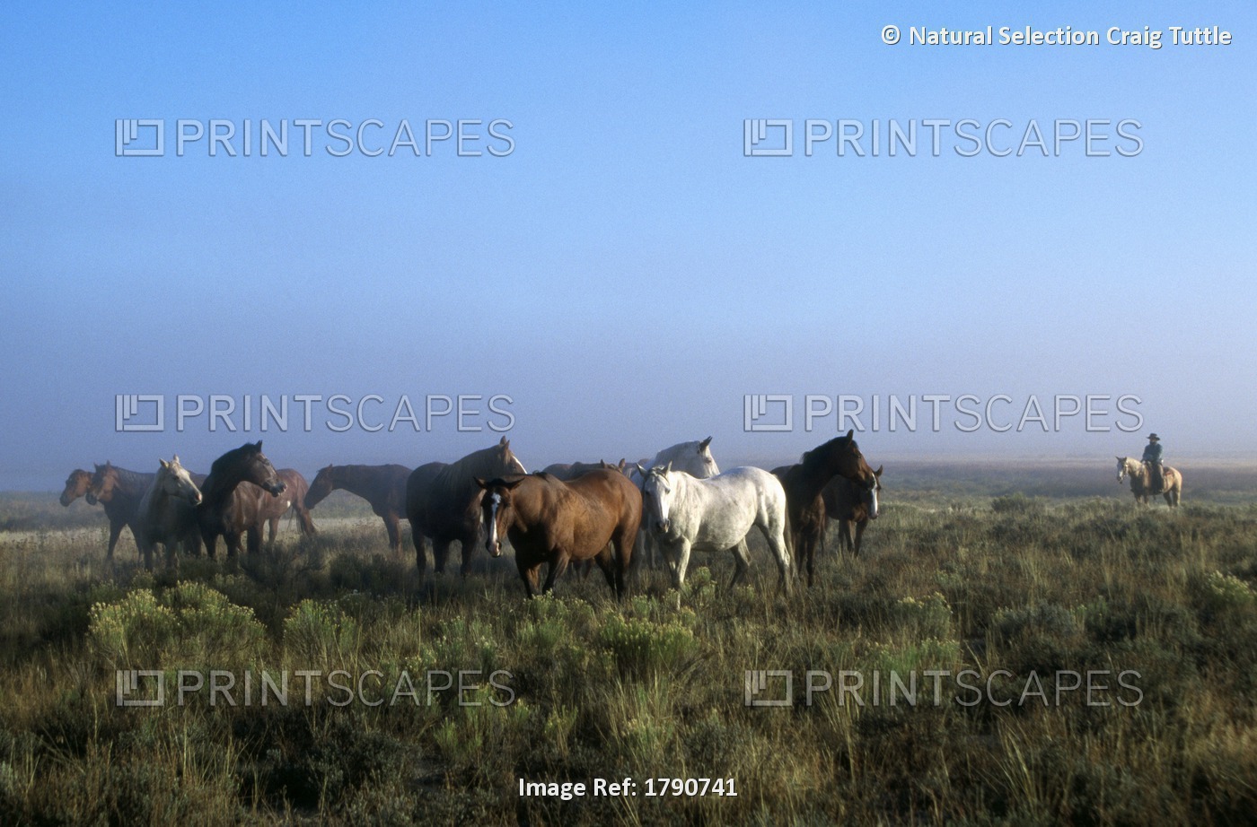 Herd Of Horses And Cowboy On Horseback