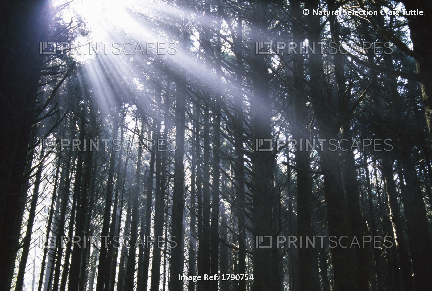 Sunbeams Through Silhouetted Pine Trees