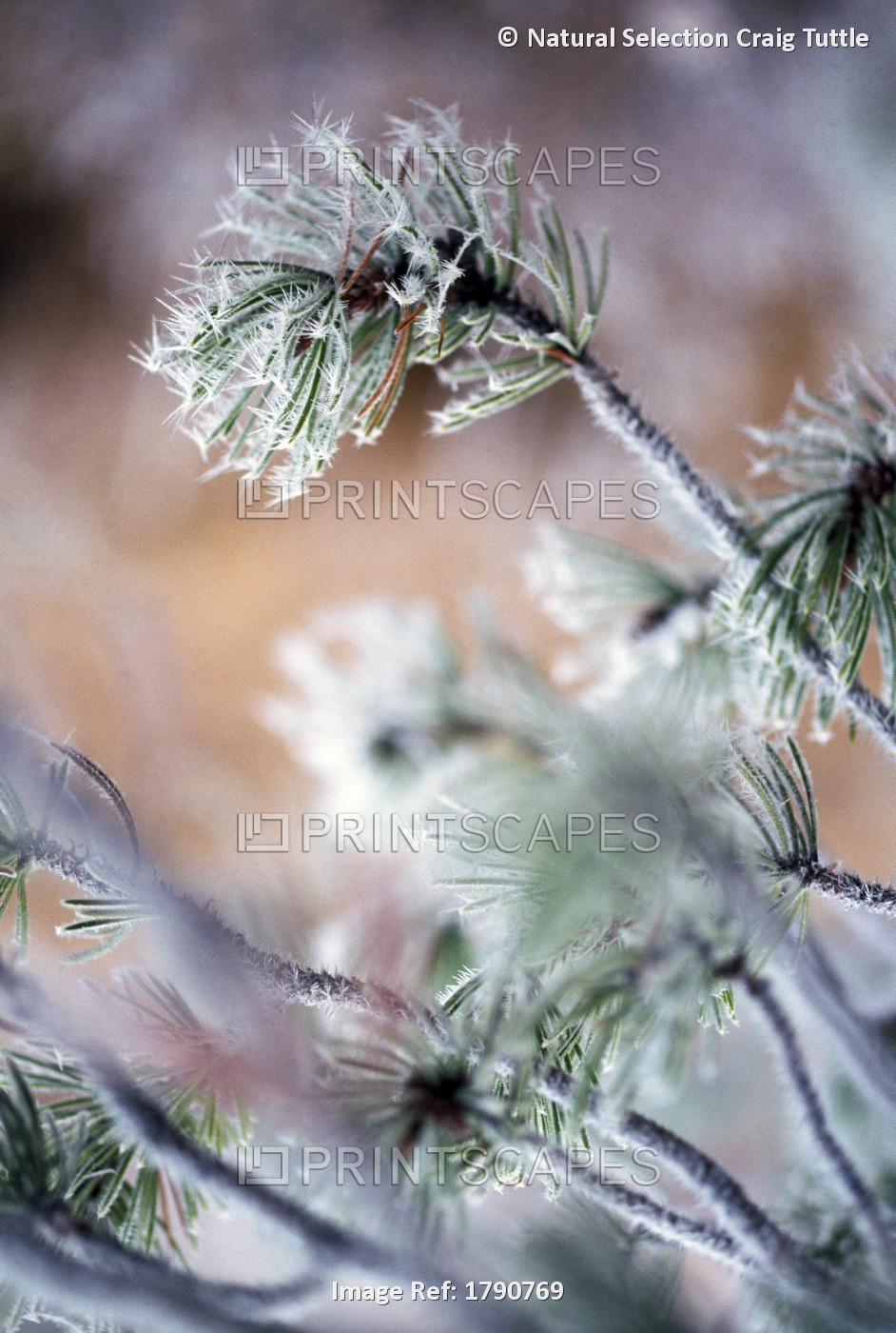 Frost On Pine Tree Branches