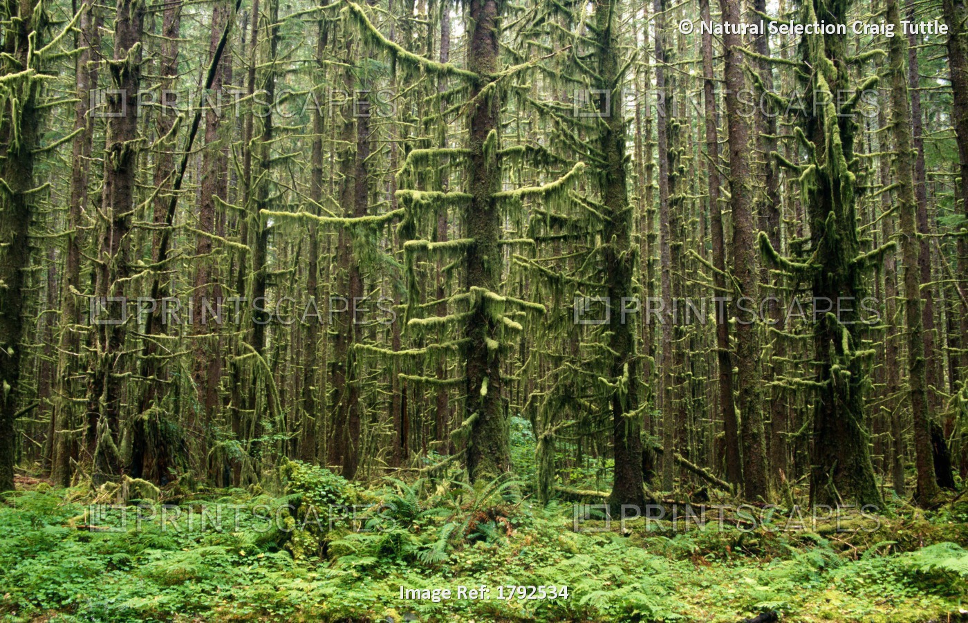 Old Growth Forest In The Hoh Rain Forest At Olympic National Park, Washington, ...