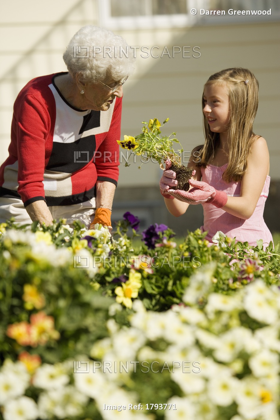 Grandmother And Granddaughter Gardening