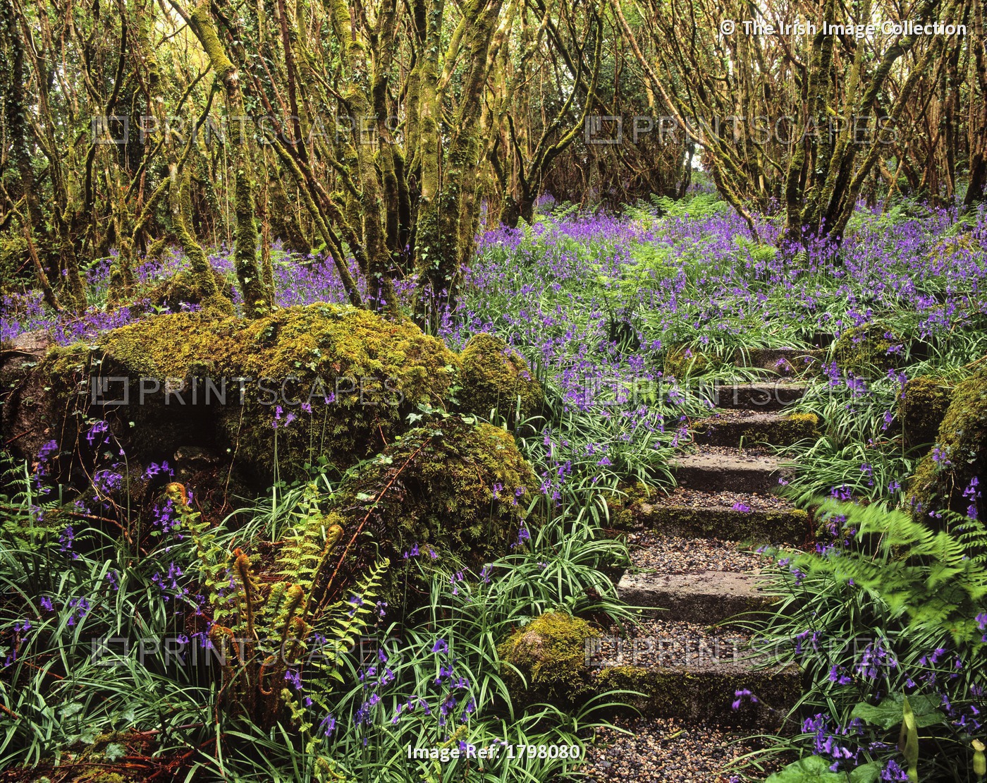 Ardcarrig Gardens, Co Galway, Ireland; Hazel Coppice And Bluebells
