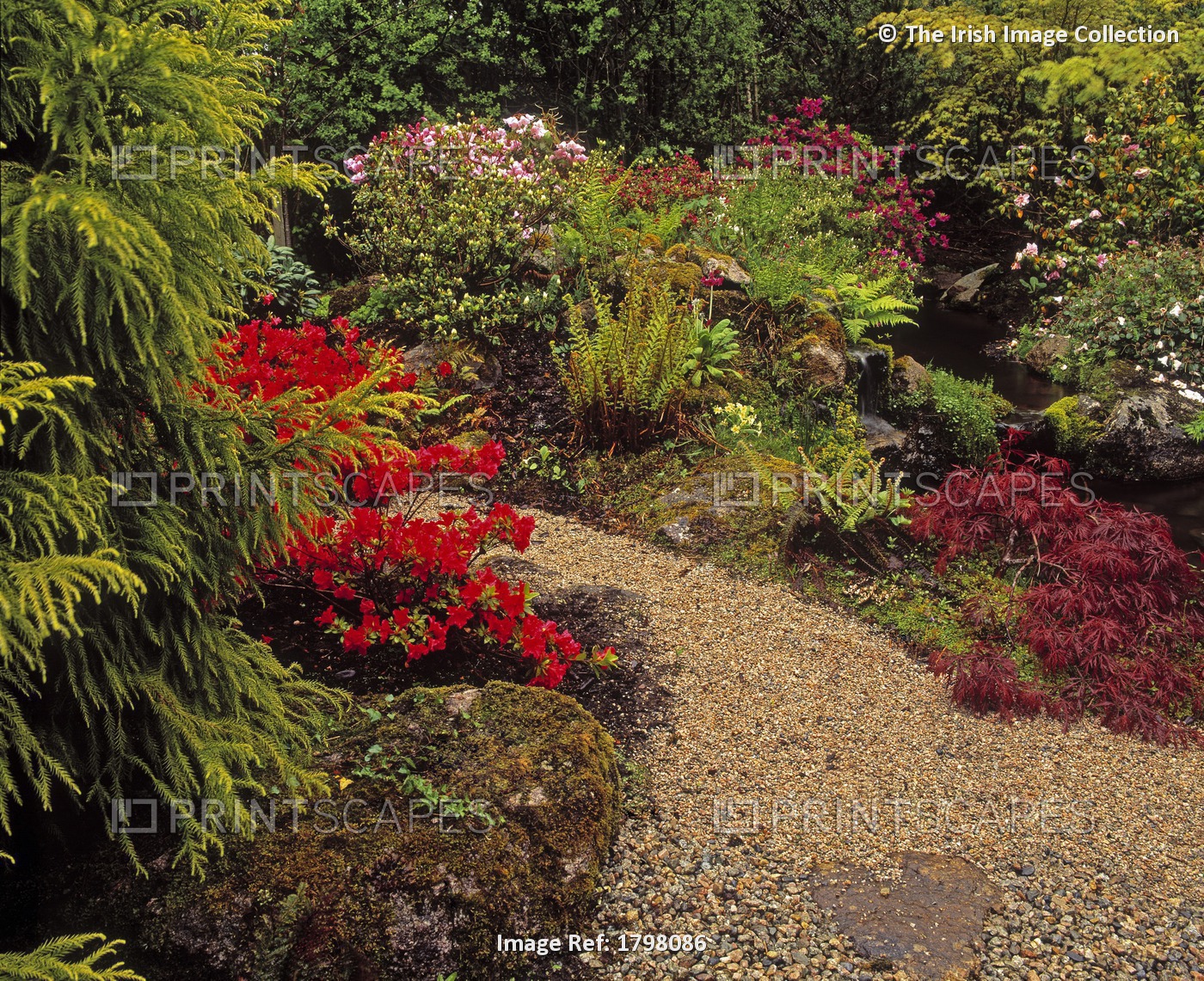 Ardcarrig, Co Galway, Ireland; Japanese Garden, Azaleas And Ferns