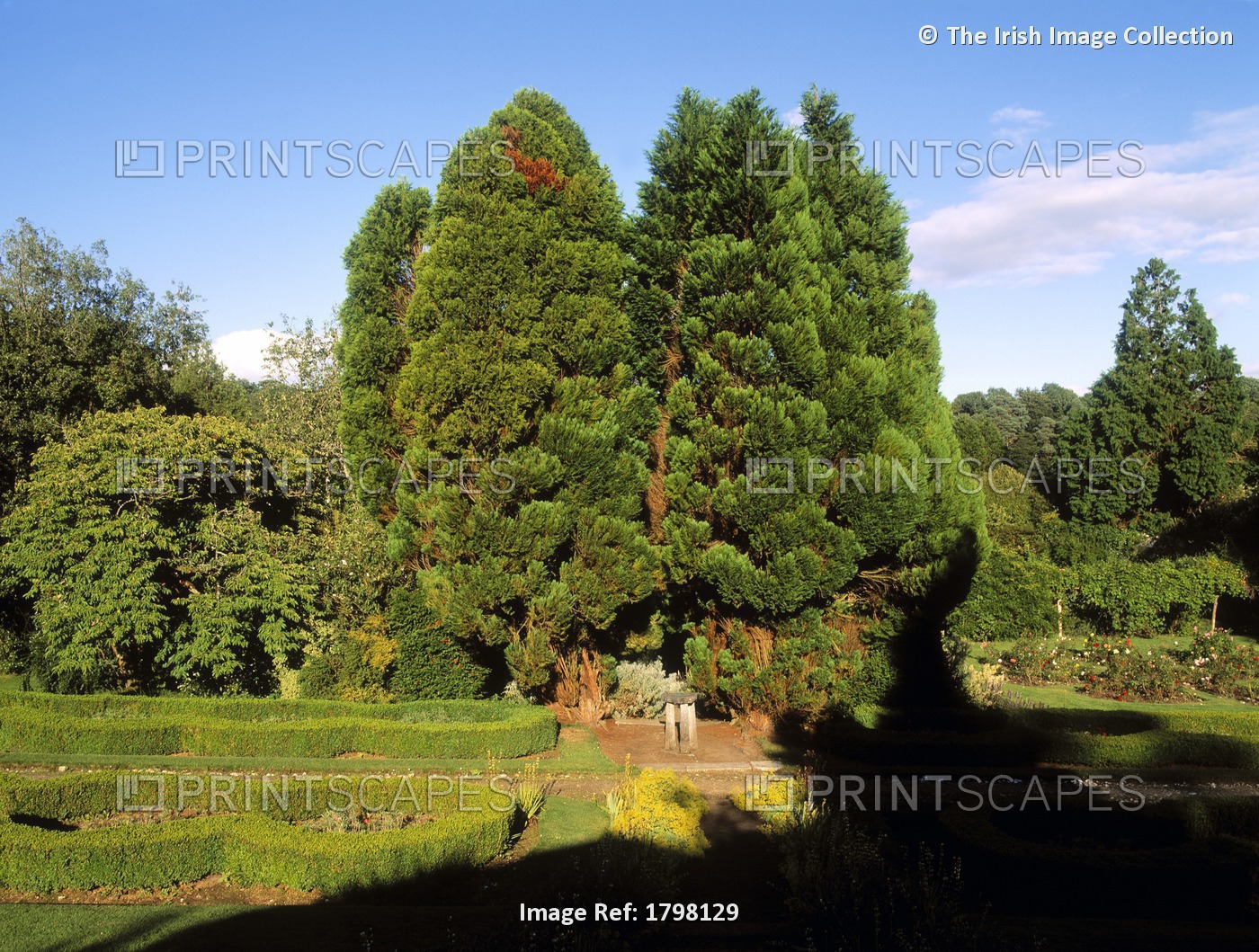 Annes Grove Gardens, Co Cork, Ireland; Yew Trees In The Walled Garden
