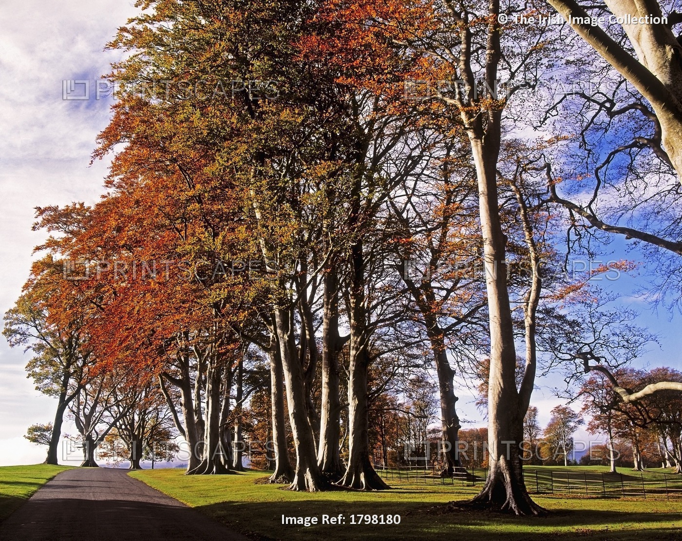 Beech Trees On Entrance Avenue, Powerscourt House & Gardens, Co Wicklow, Ireland