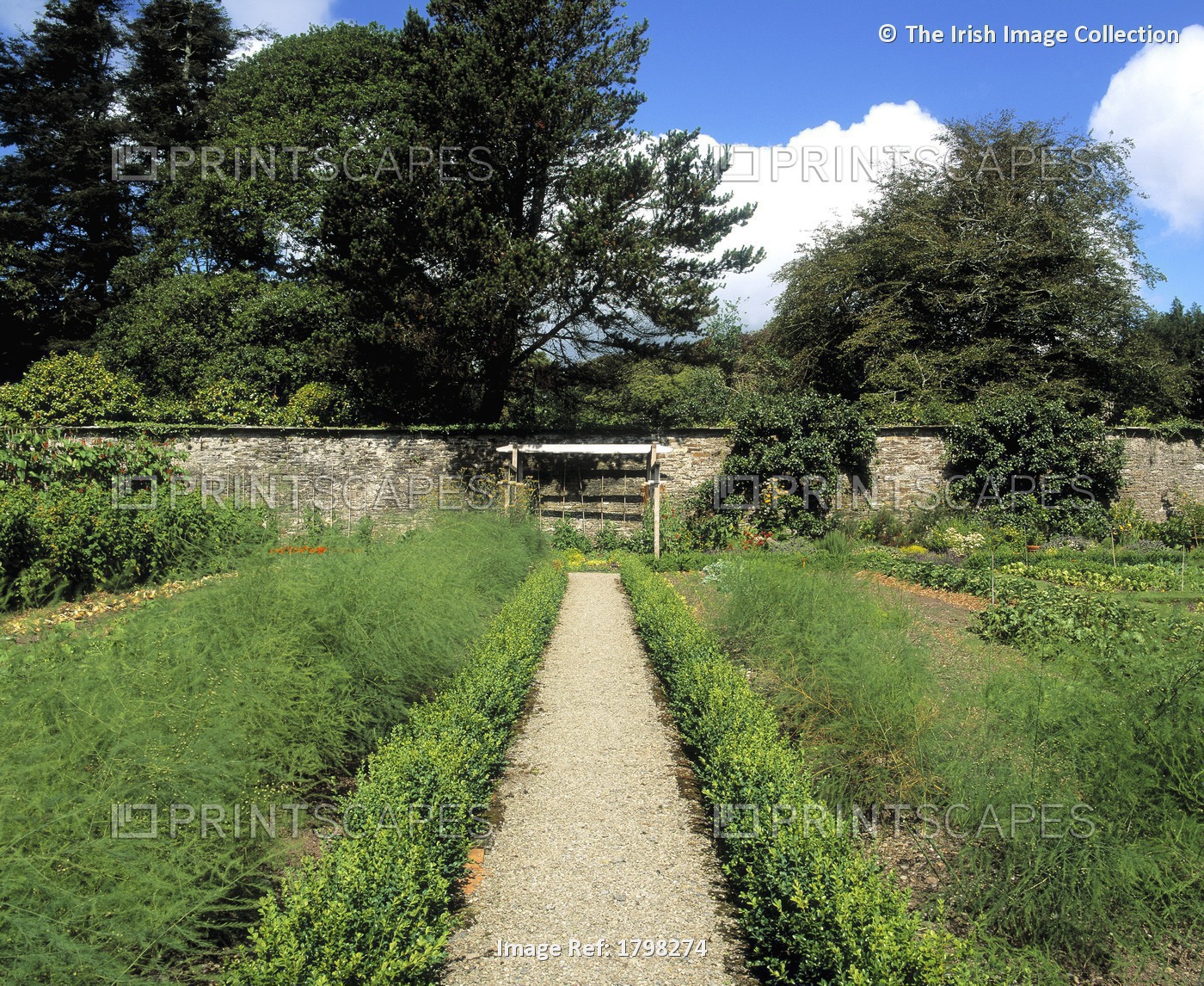 Creagh Gardens, Skibbereen, Co Cork; Asparagus Growing In The Walled Garden