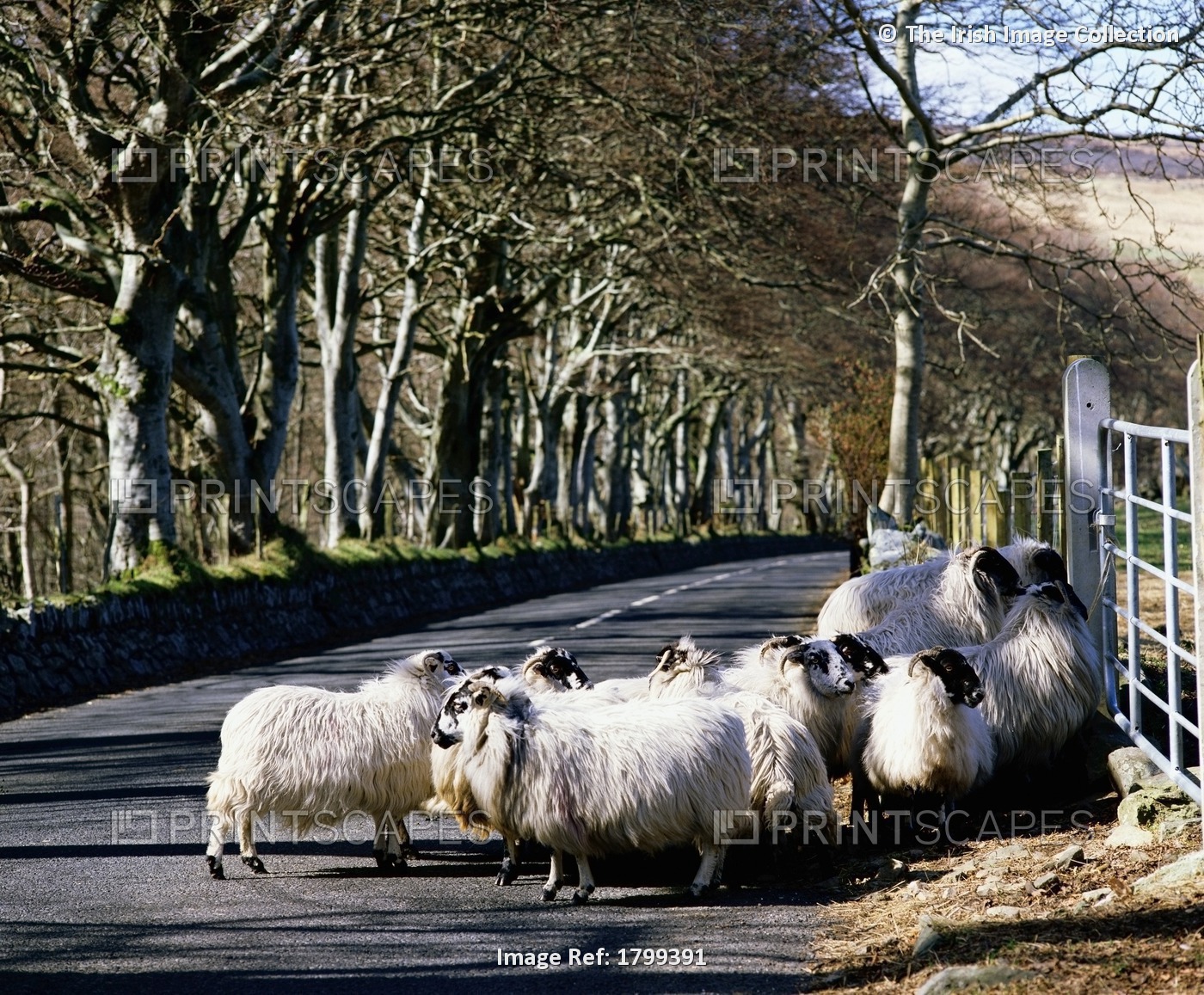Sheep On The Road, Torr Head, Co. Antrim, Ireland