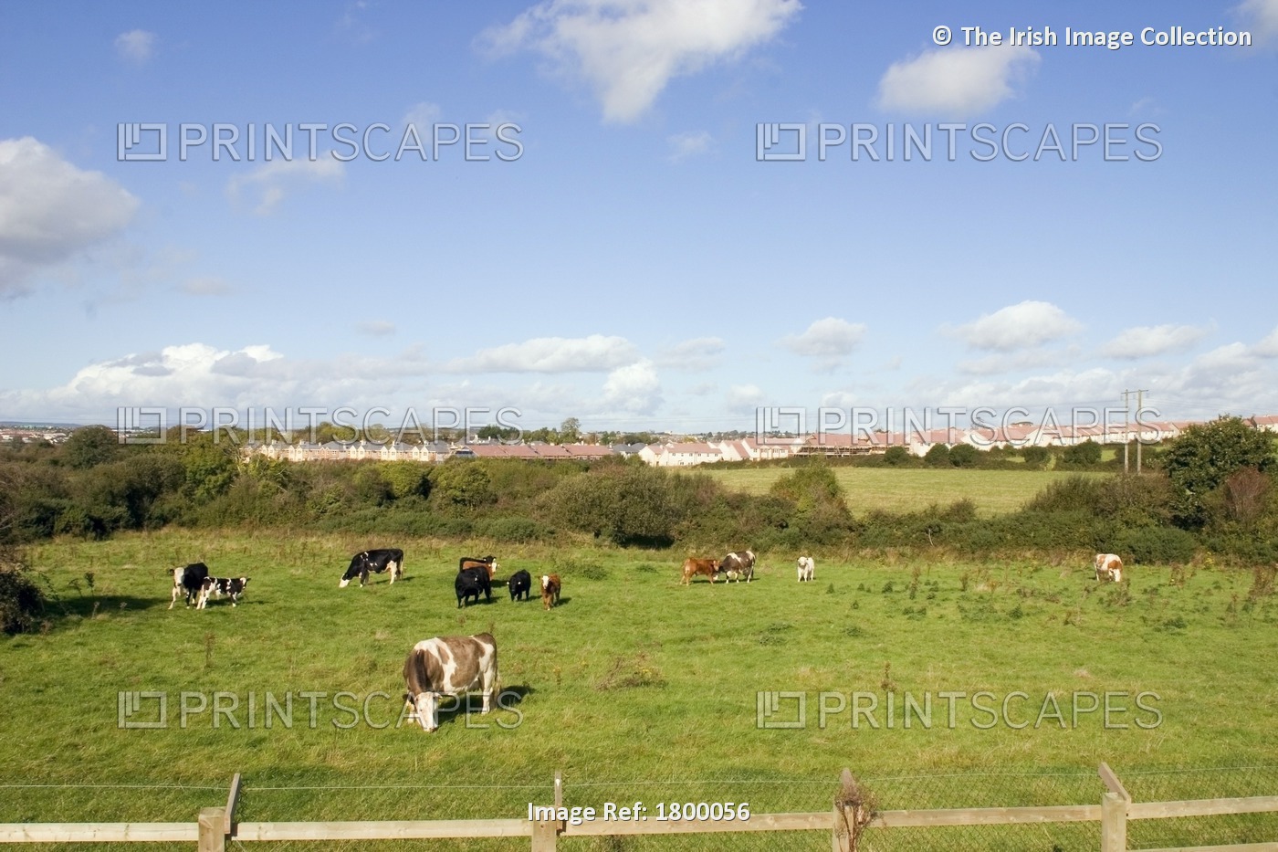 Co Waterford, Ireland; Cows Grazing With The City Of Waterford In The Distance