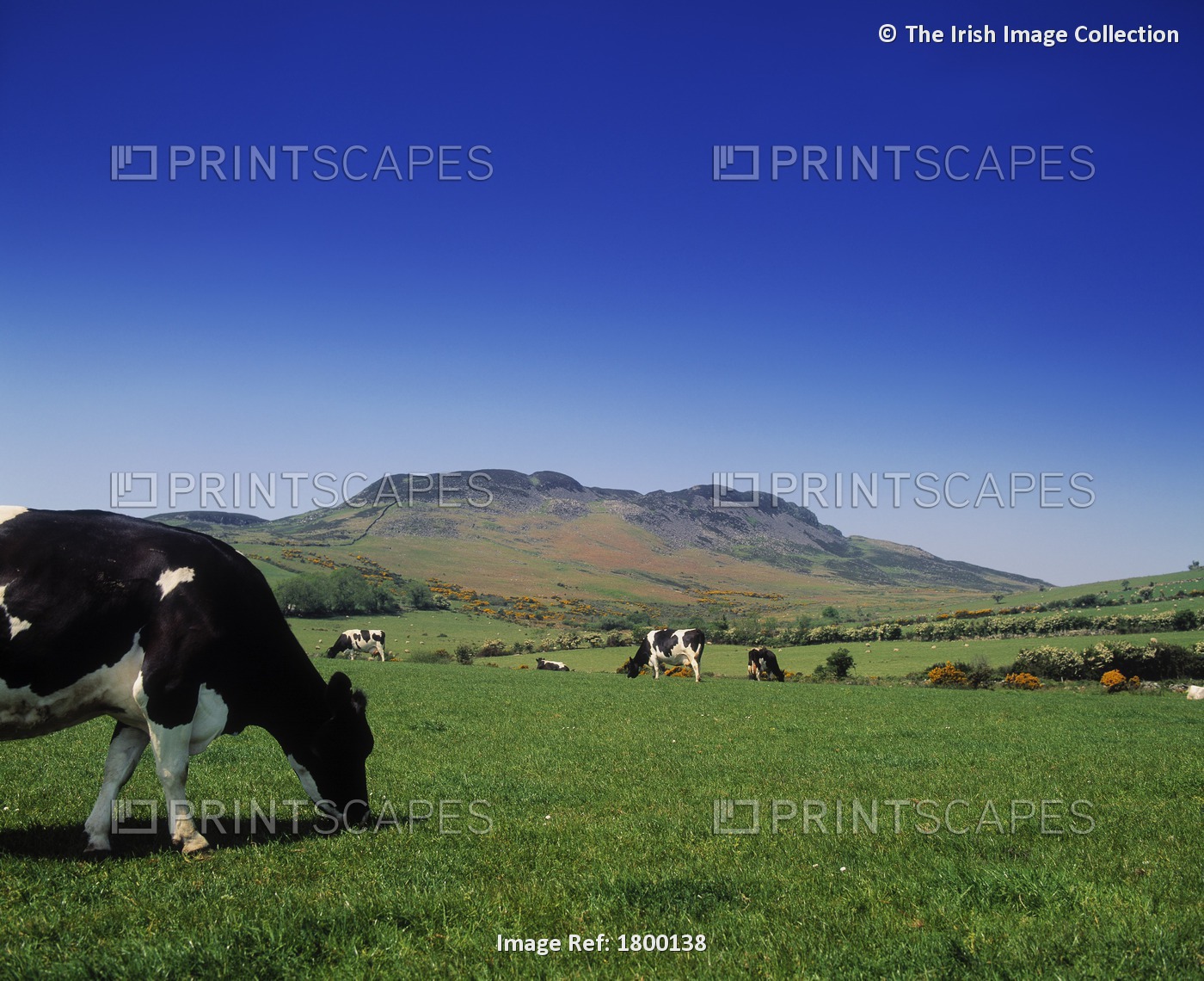 Cooley Peninsula, Co Louth, Ireland; Cattle Grazing In A Field
