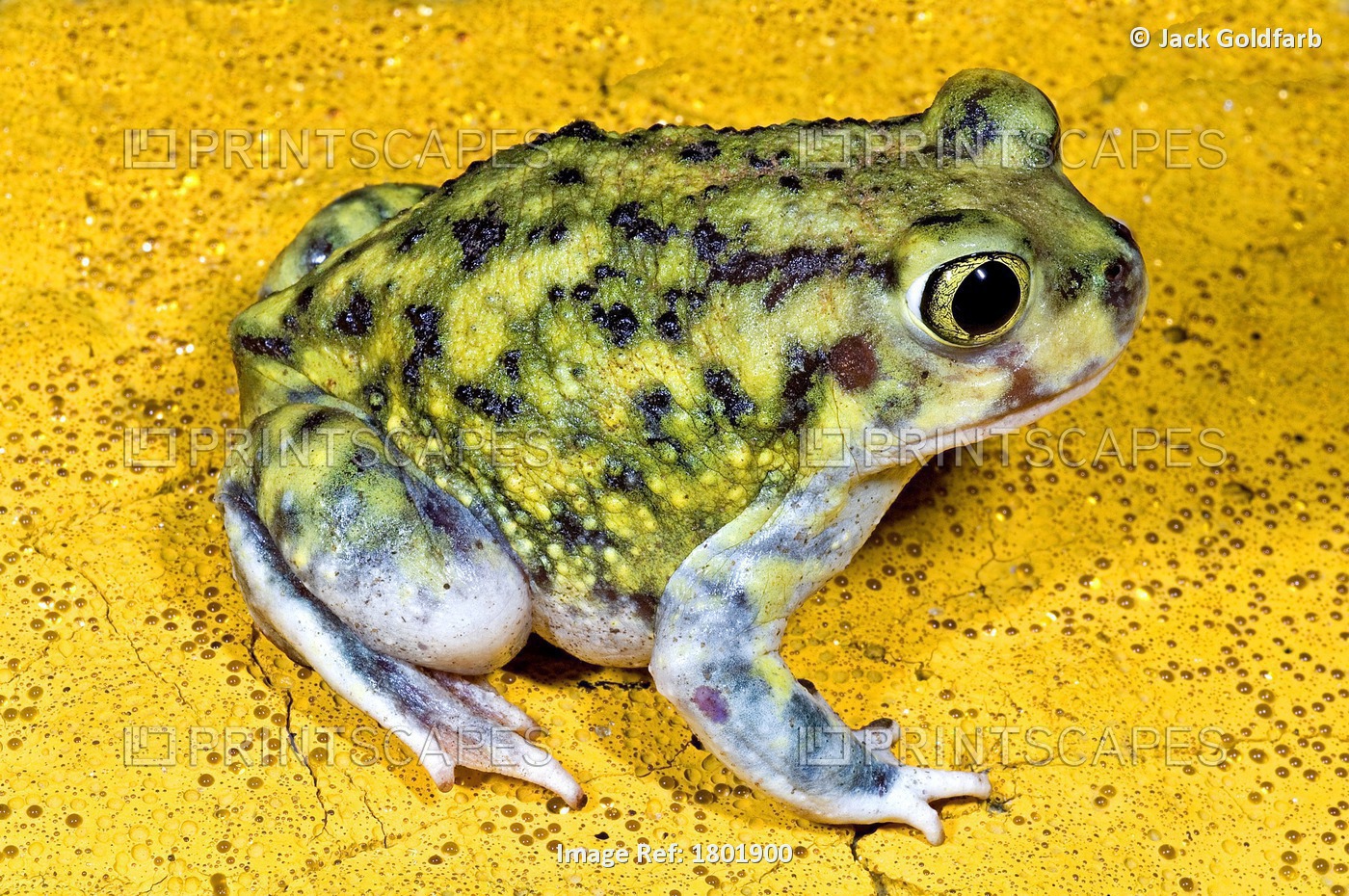 A Spadefoot Toad