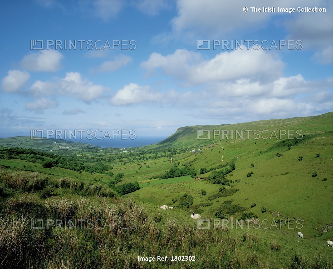 Glenballyemon, Near Cushendall, Co Antrim, Ireland; Sheep In A Meadow Of A Glen