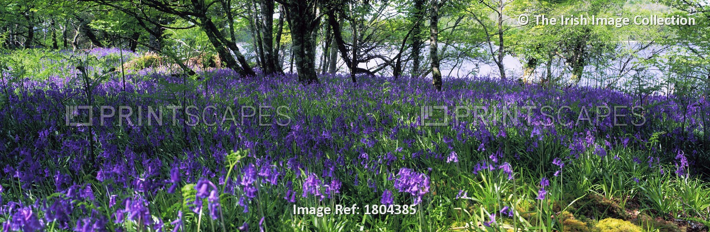 Lough Key, Co Roscommon, Ireland; Bluebells In A Forest