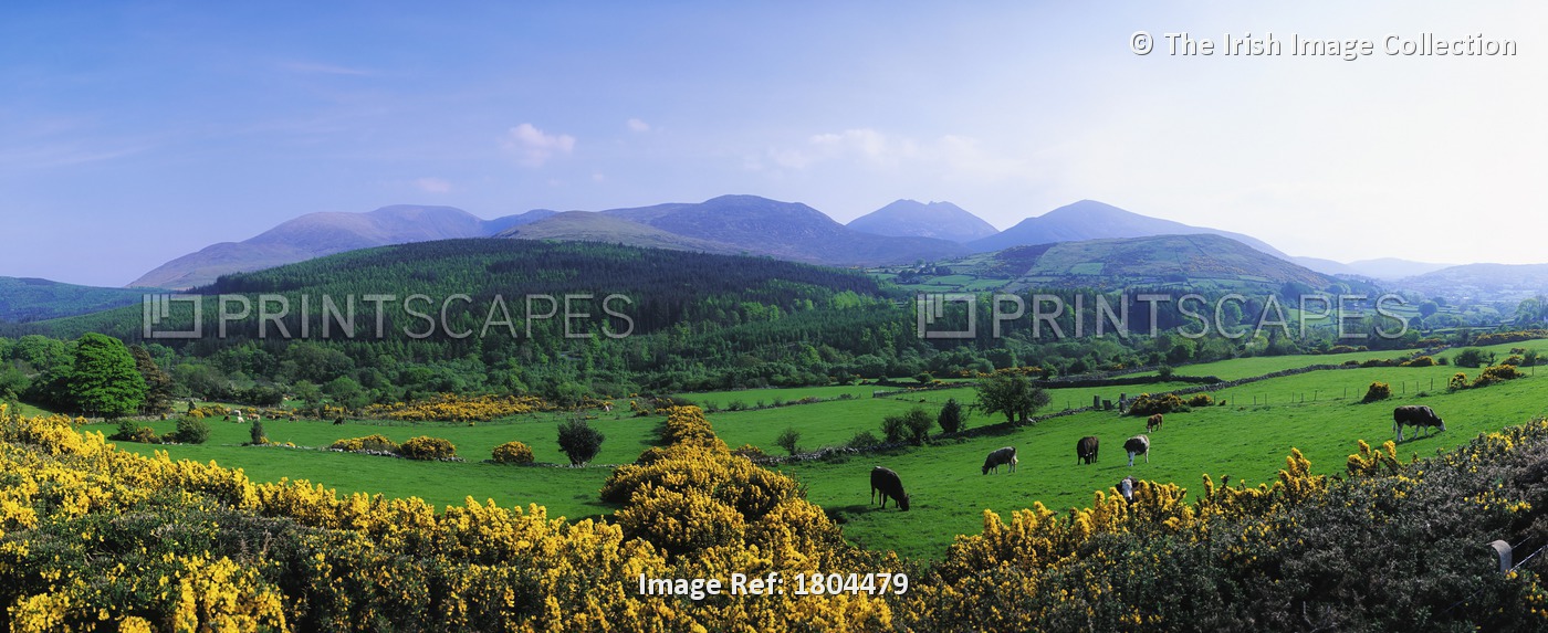 Mourne Mountains, Co Down, Ireland; Grazing Animals With Mountains In The ...