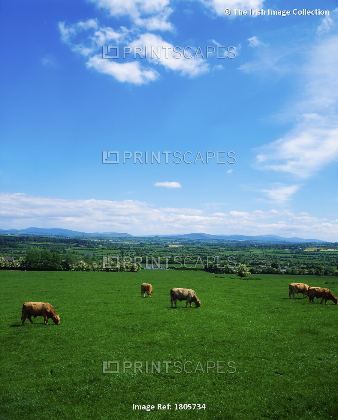 Cattle, Kilcullen, County Kildare, Ireland