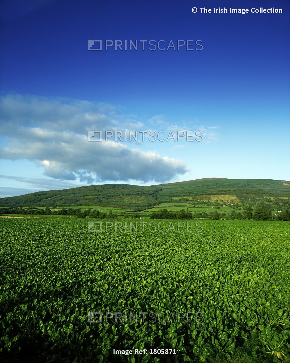 Near Clonmel, County Tipperary, Ireland, Sugar Beet