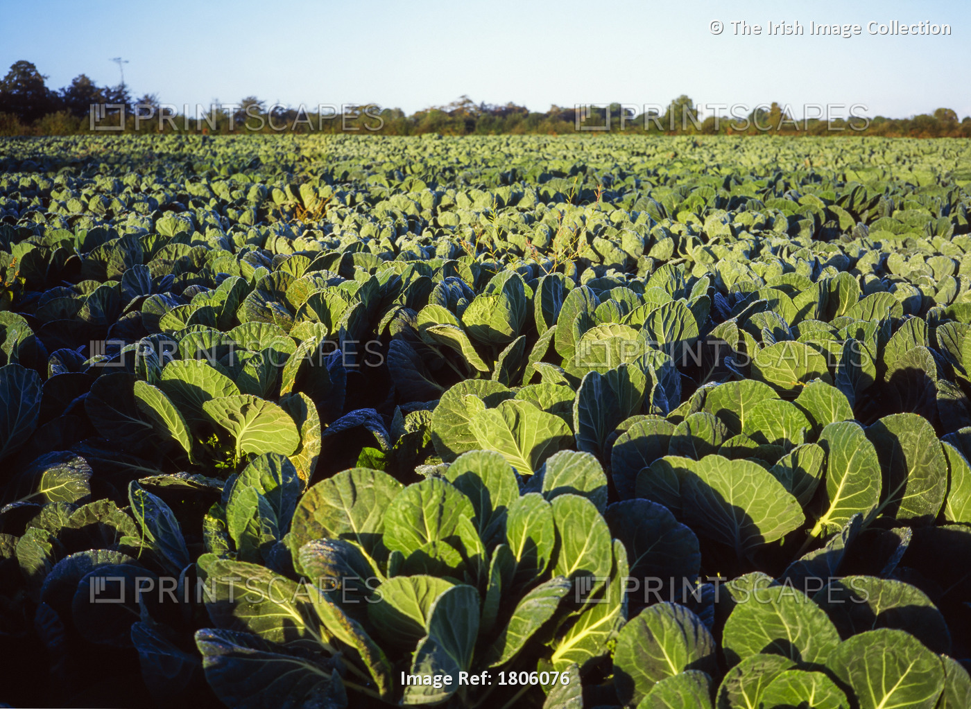 County Meath, Ireland, Cabbages