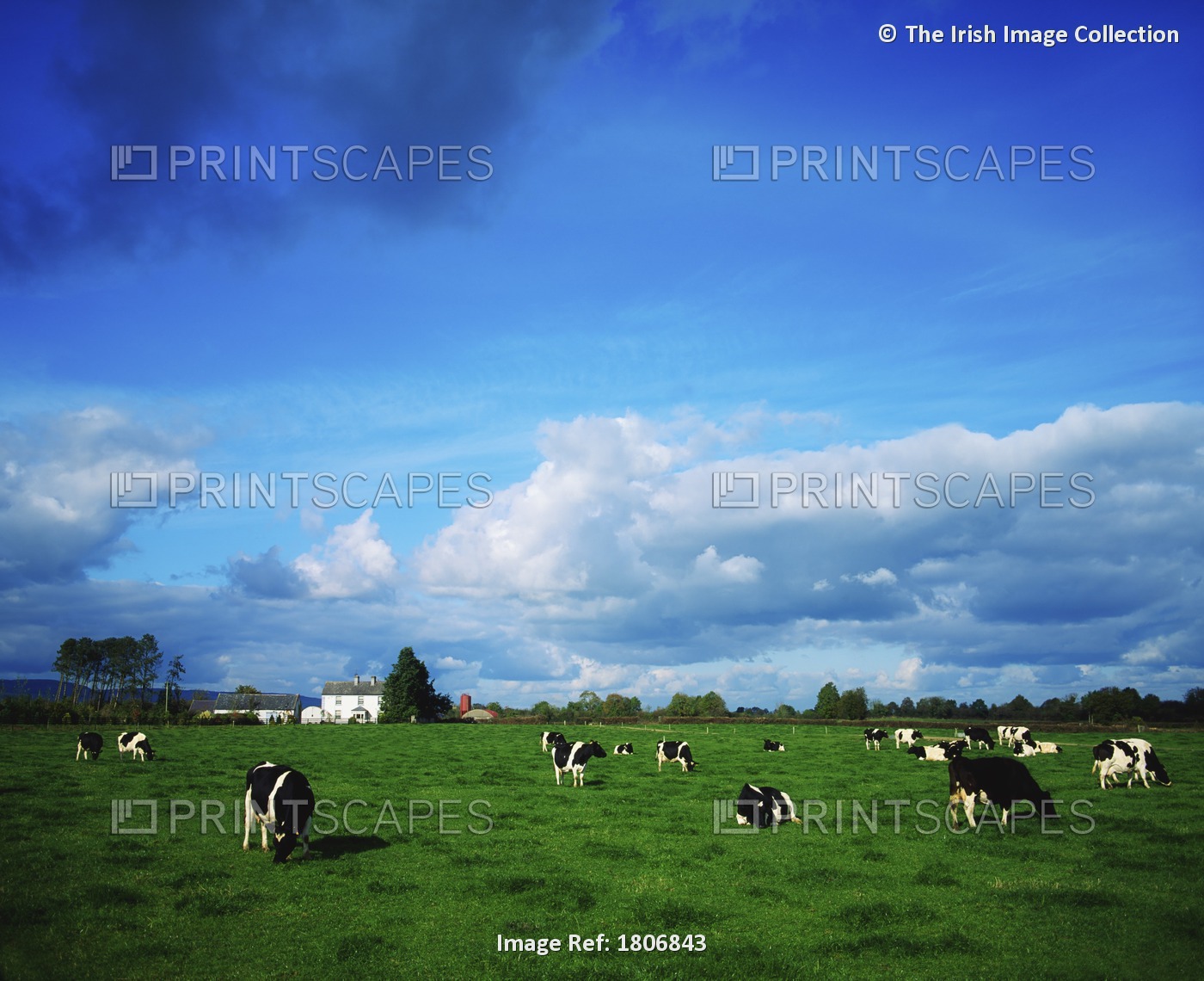 Holstein-Friesian Cattle Near Thurles, County Tipperary, Ireland