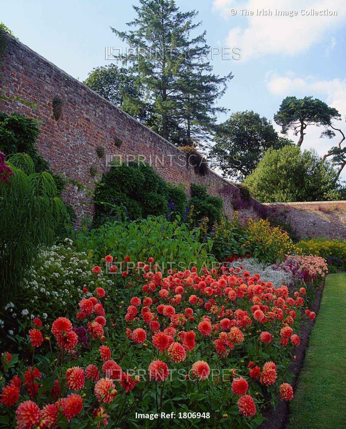 Mount Congreve Gardens, Co Waterford, Ireland; Dahlias In The Walled Garden
