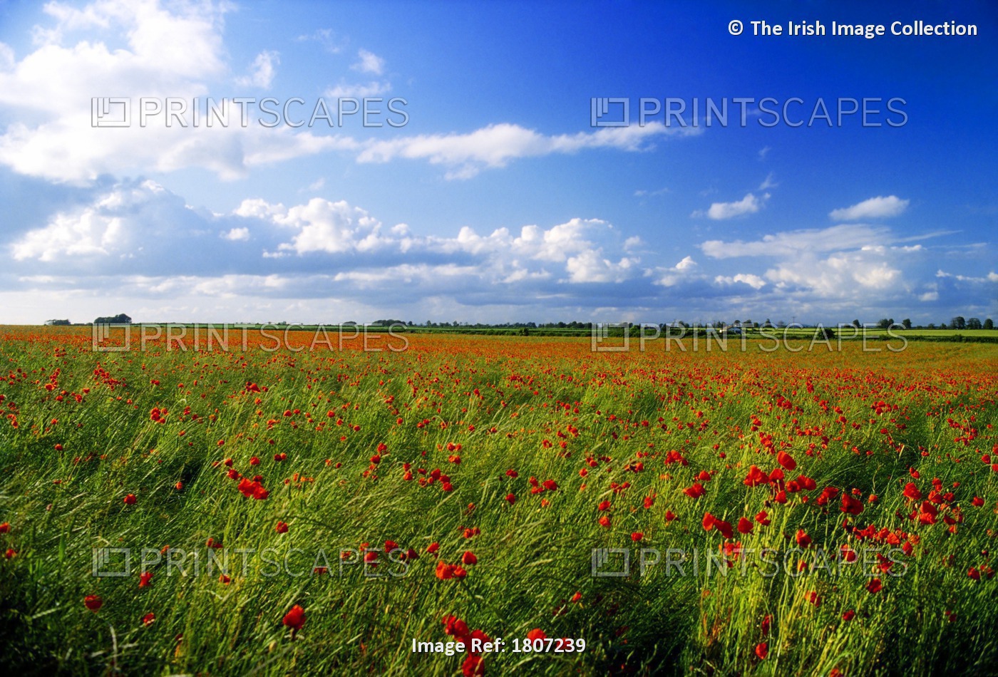 Co Carlow, Ireland, Field Of Poppies