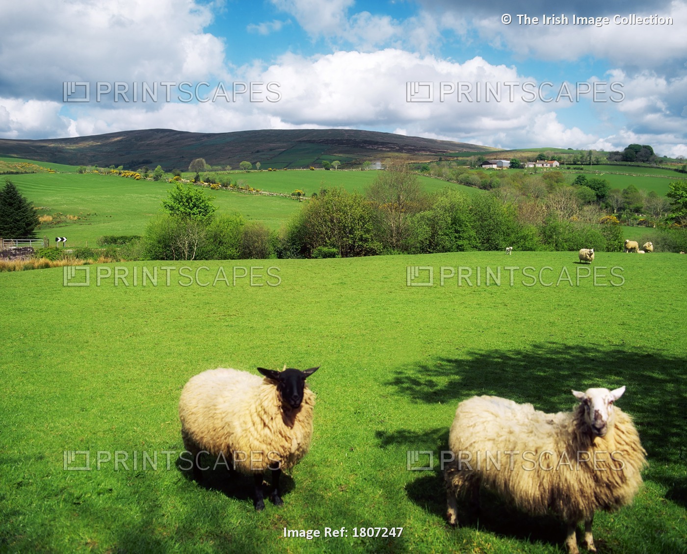 Sperrin Mountains, Sheep; County Tyrone, Ireland