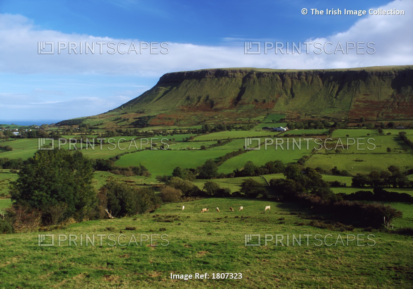 Glens Of Antrim, Co Antrim, Ireland; Sheep Grazing In A Glen With A Mountain In ...