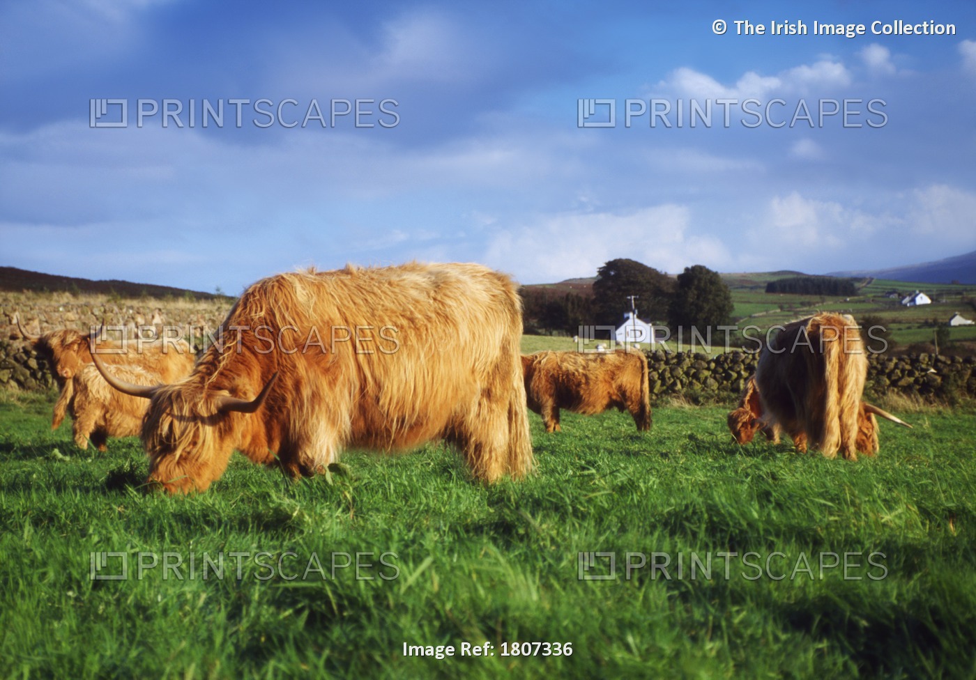 Co Antrim, Ireland; Highland Cattle