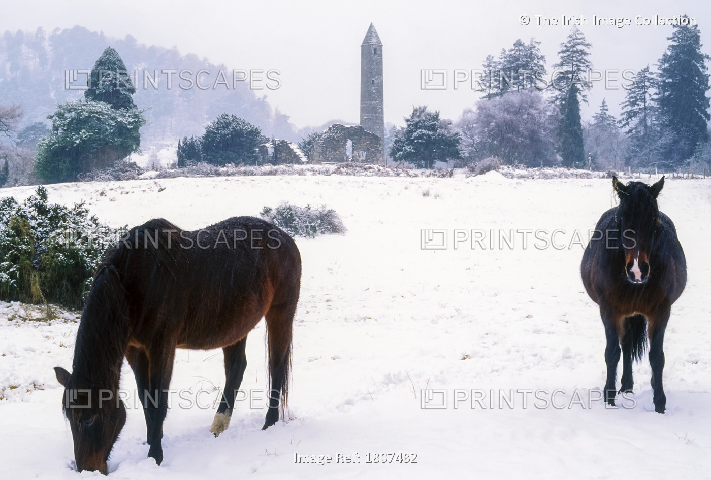 Glendalough, Co Wicklow, Ireland; Horses With Saint Kevin's Monastic Site In ...