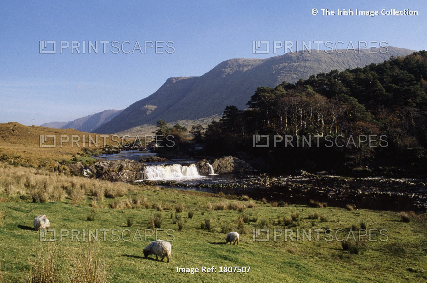 Co Mayo, Ireland; Sheep Grazing Near The Water