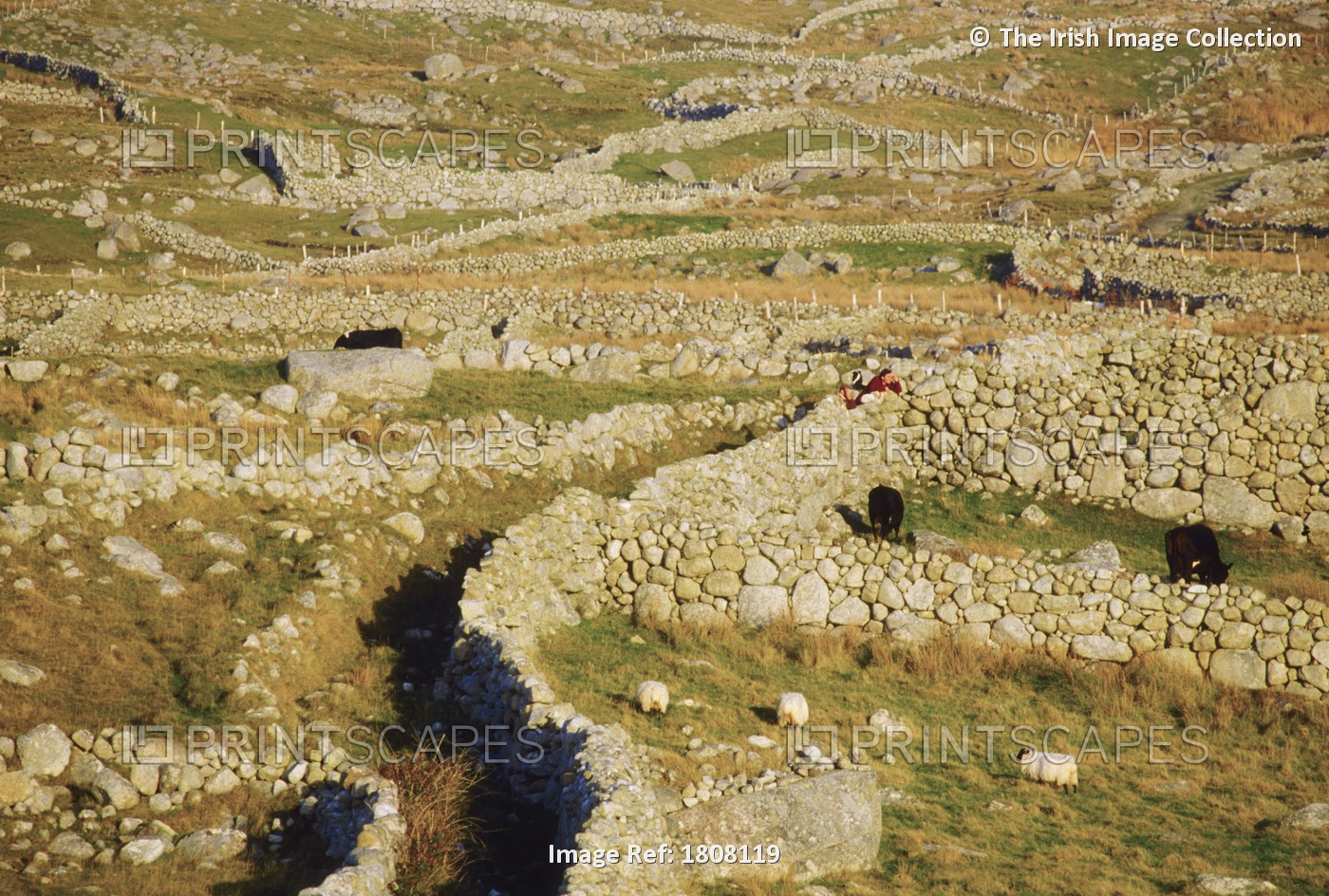 Bloody Foreland, Co Donegal, Ireland; Stone Walls And Cattle
