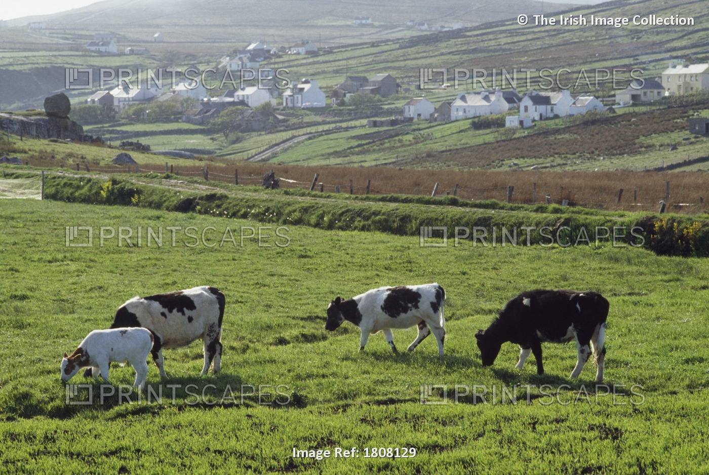 Arranmore Island, Co Donegal, Ireland; Cattle Grazing
