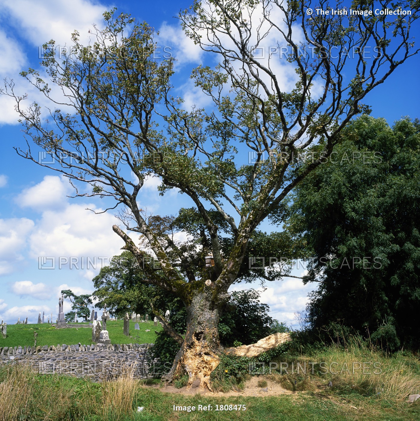 Mountrath, Co Laois, Ireland; Money Tree