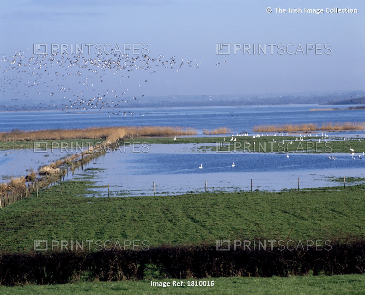 Lough Neagh, Co Antrim, Ireland; Birds In And Flying Around A Lake