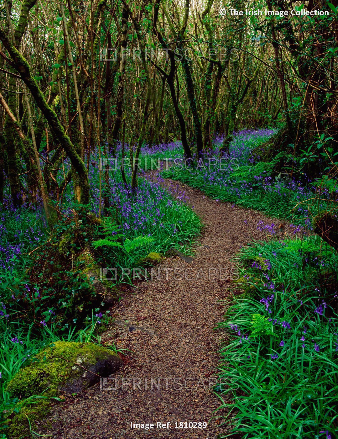 Ardcarrig, County Galway, Ireland, Hazel And Bluebells In Spring