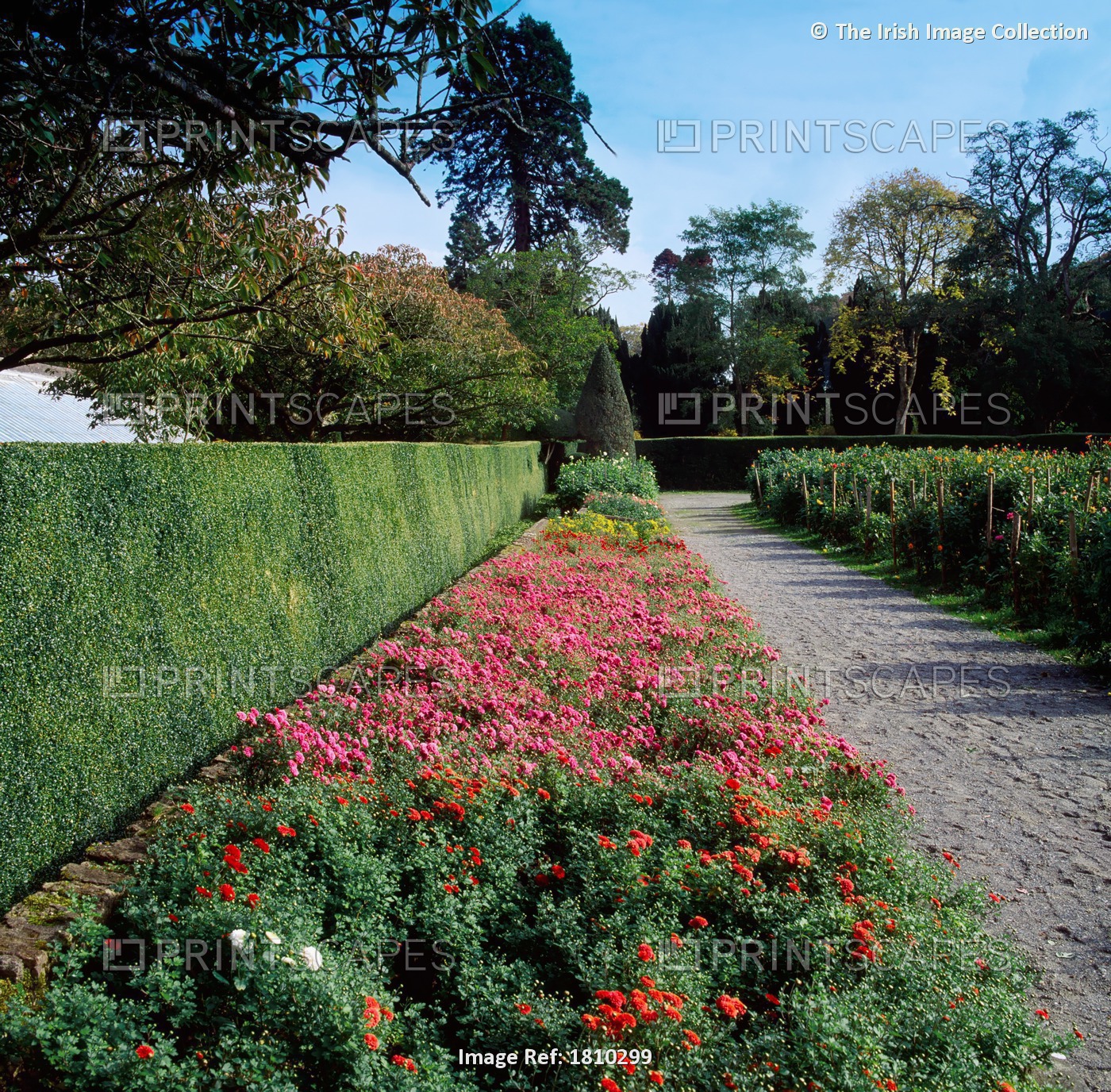Birr Castle Demesne, Co Offaly, Ireland; Box Hedges And Kitchen Garden During ...