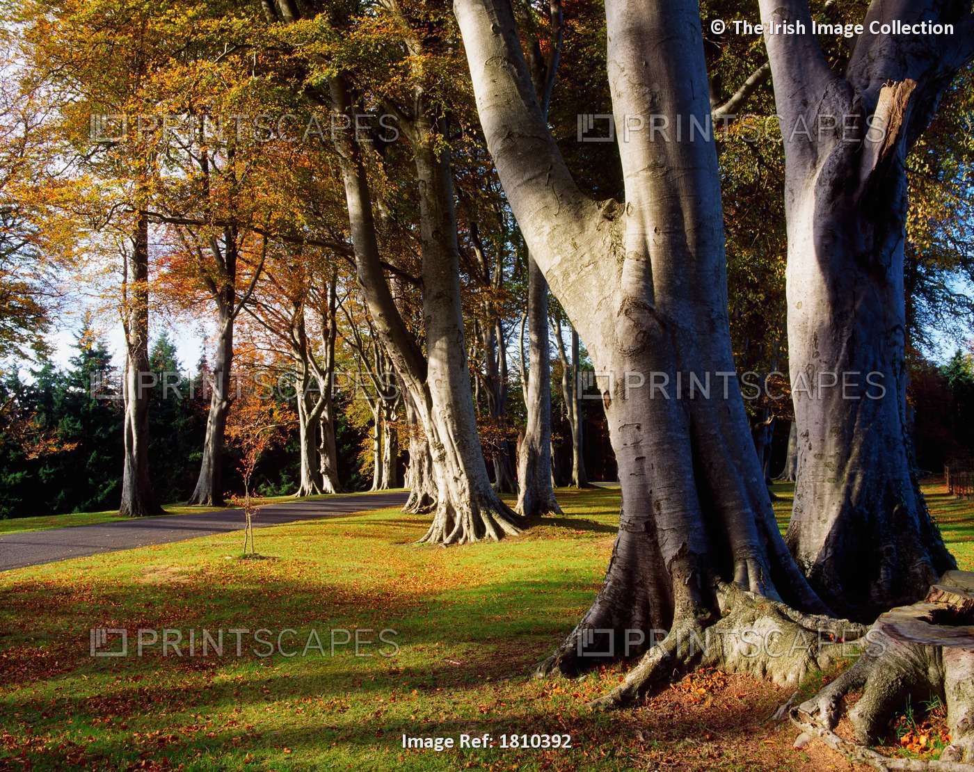 Powerscourt Gardens Co Wicklow, Beech Trees - Entrance Drive, Autumn