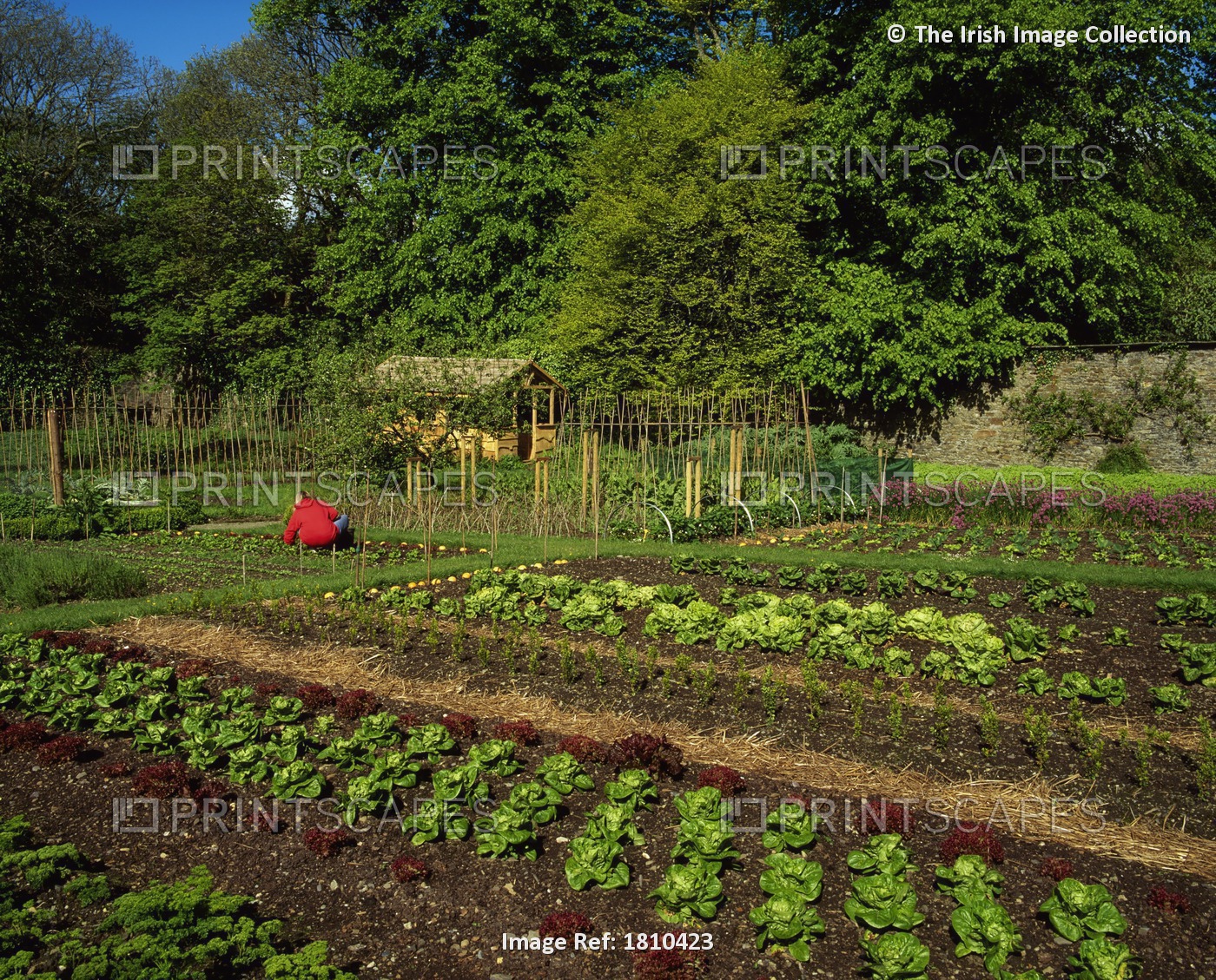 Creagh Gardens, Skibbereen, Co Cork, Ireland, Vegetable Beds In A Walled Garden