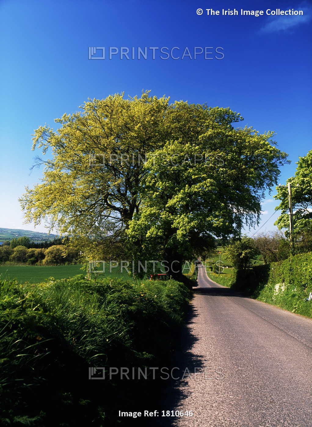 Country Road, Balloughry Near Derry City, Ireland