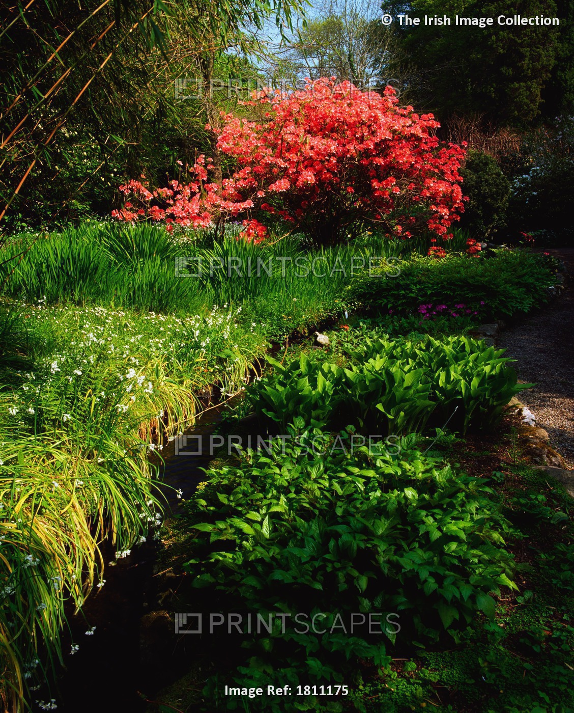 Mount Usher Gardens, Co Wicklow, Ireland; Azalea, Hosta And Wild Garlic (Allium)